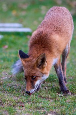 Doğada bir sonbahar günü bir tilkinin portresi.
