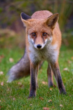 Doğada bir sonbahar günü bir tilkinin portresi.