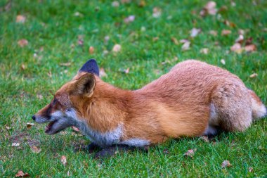Doğada bir sonbahar günü bir tilkinin portresi.