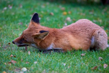 Doğada bir sonbahar günü bir tilkinin portresi.