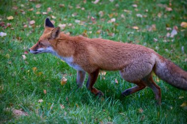Doğada bir sonbahar günü bir tilkinin portresi.