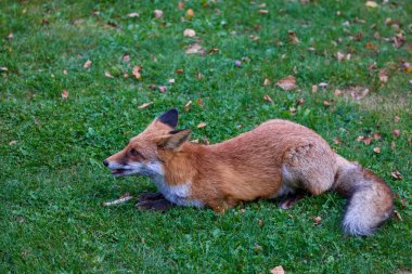 Doğada bir sonbahar günü bir tilkinin portresi.