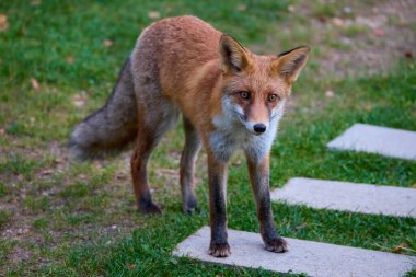 Doğada bir sonbahar günü bir tilkinin portresi.
