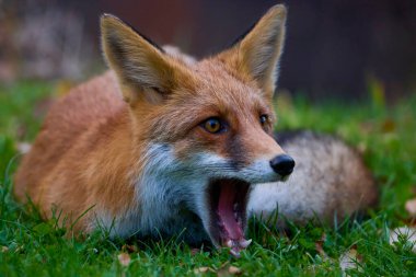 Doğada bir sonbahar günü bir tilkinin portresi.