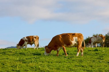 Romanya 'daki Karpat dağlarında bir ineğin otladığı manzara..