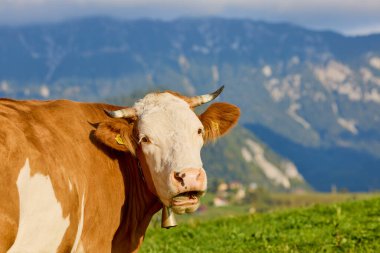 Romanya 'daki Karpat dağlarında bir ineğin otladığı manzara..