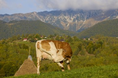 Romanya 'daki Karpat dağlarında bir ineğin otladığı manzara..