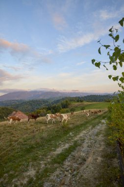 Romanya 'daki Karpat dağlarında bir ineğin otladığı manzara..