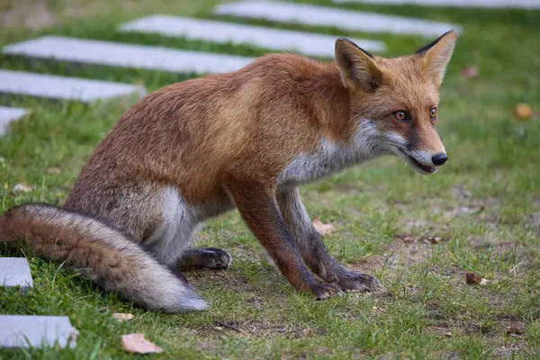 Doğada bir sonbahar günü bir tilkinin portresi.