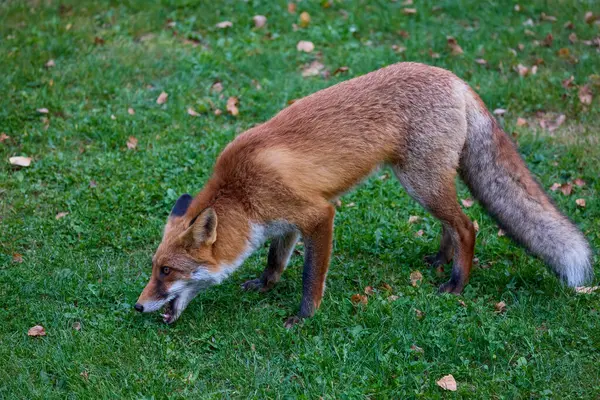 Doğada bir sonbahar günü bir tilkinin portresi.