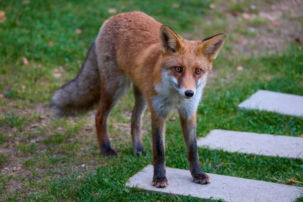 Doğada bir sonbahar günü bir tilkinin portresi.