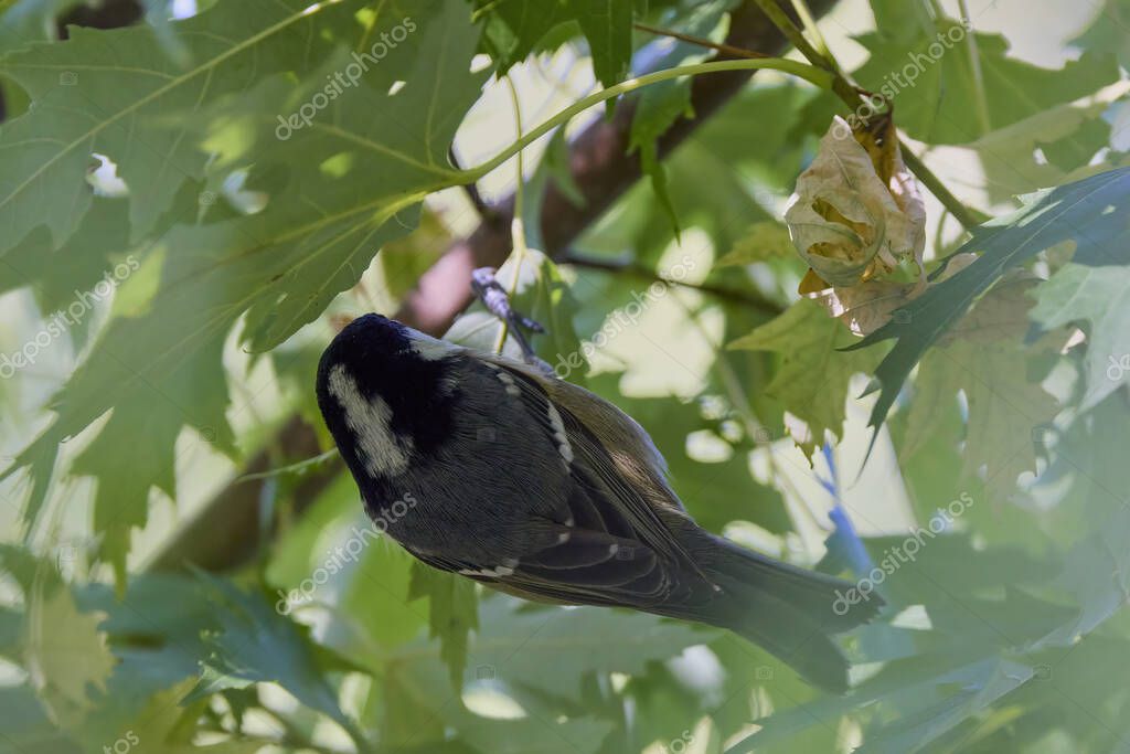 (Parus major) es una pequeña ave sedentaria de la familia Paridae