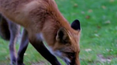 4k sonbaharda ormanın yakınlarında bir tilki ile birlikte..