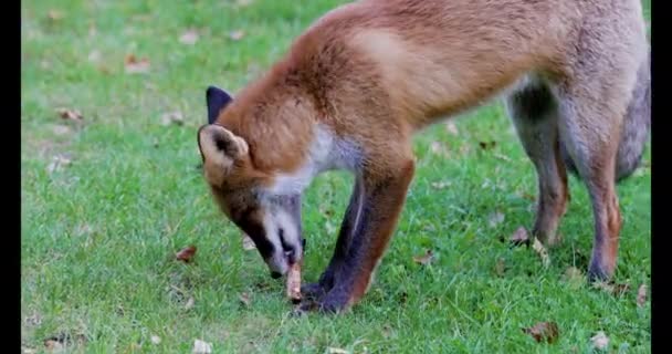 Mit Einem Fuchs Der Natur Der Nähe Eines Waldes Herbst — Stockvideo