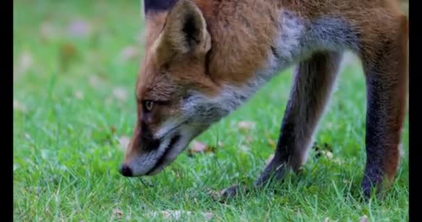 Μια Αλεπού Στη Φύση Κοντά Ένα Δάσος Φθινόπωρο — Αρχείο Βίντεο