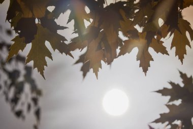 Sonbahar yaprakları ve çiçeklerle soyut manzara.