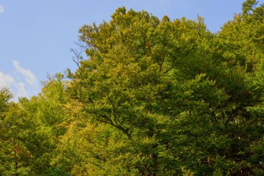 Sonbahar yaprakları ve çiçeklerle soyut manzara.