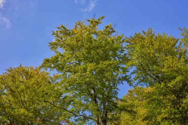 Sonbahar yaprakları ve çiçeklerle soyut manzara.