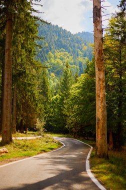Sonbaharda yapraklı ormanın içinden geçen dağ yolu.