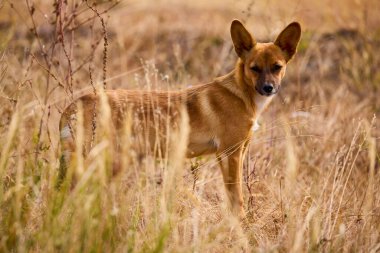 Tarlada güzel bir köpekle portre