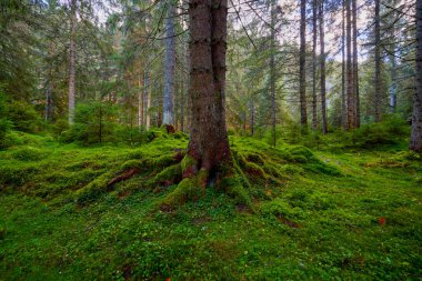 Üzerinde yosun ve yosun olan eski çamlardan oluşan bir orman..