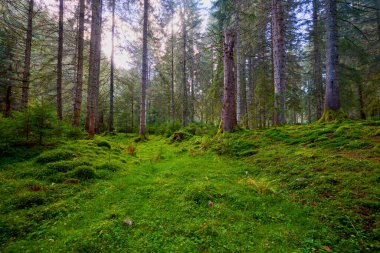 Üzerinde yosun ve yosun olan eski çamlardan oluşan bir orman..