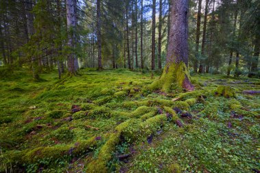 Üzerinde yosun ve yosun olan eski çamlardan oluşan bir orman..