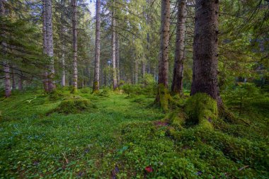 Üzerinde yosun ve yosun olan eski çamlardan oluşan bir orman..