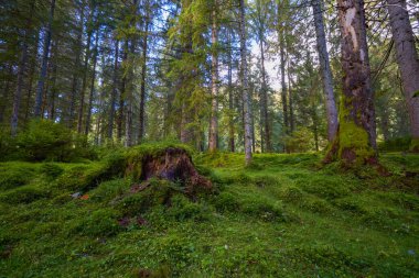 Üzerinde yosun ve yosun olan eski çamlardan oluşan bir orman..