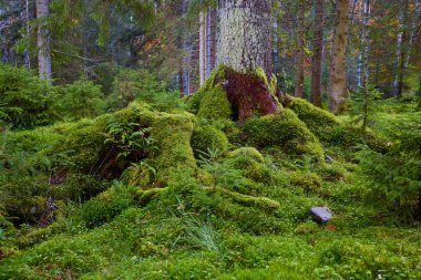Üzerinde yosun ve yosun olan eski çamlardan oluşan bir orman..