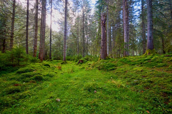 Üzerinde yosun ve yosun olan eski çamlardan oluşan bir orman..