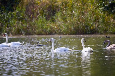 Kuğularla sonbahar günü göl manzarası