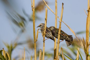 Starling 'in (Sturnus vulgaris) bir kavak çubuğunun üzerinde durduğu manzara