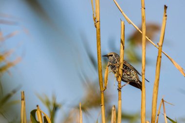 Starling 'in (Sturnus vulgaris) bir kavak çubuğunun üzerinde durduğu manzara