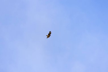 Açık mavi gökyüzünde süzülen büyük bir şahin