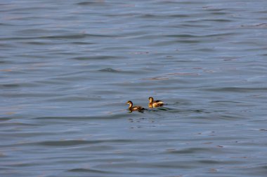 İki bebek (Podiceps kriterleri) bir göl üzerinde