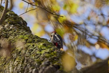 Leiopicus medius, bir ağaçta durup yiyecek arıyor..