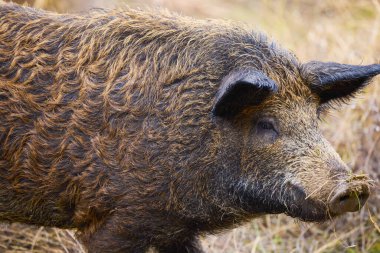 Bir tarlada domuz yetiştirir, özgürlük içinde yetiştirilir..