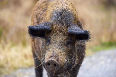 Bir tarlada domuz yetiştirir, özgürlük içinde yetiştirilir..