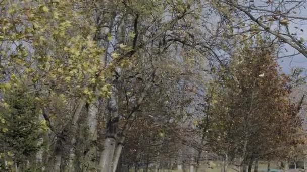 Відео Деревами Дмуть Вітрі Восени Парку — стокове відео