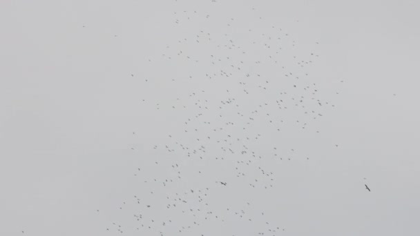 Формування Чайок Літають Хмарному Зимовому Небі — стокове відео