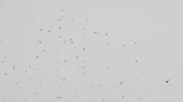 Σχηματισμός Γλάρων Που Πετούν Στον Συννεφιασμένο Χειμερινό Ουρανό Βίντεο Αρχείου