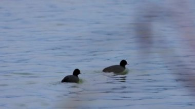 Soğuk bir kış gününde gölde su kuşu..