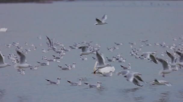 Υδρόβια Πτηνά Μια Λίμνη Μια Παγωμένη Χειμωνιάτικη Μέρα Βίντεο Κλιπ