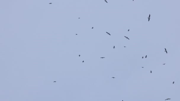 Σχηματισμός Γλάρων Που Πετούν Στον Συννεφιασμένο Χειμερινό Ουρανό Royalty Free Πλάνα Αρχείου