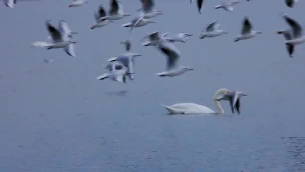 Aves Acuáticas Lago Frío Día Invierno — Vídeos de Stock