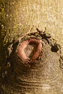 Ağaç gövdesindeki kesik bir dalın düğümü..