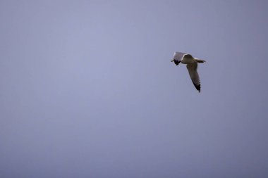 Yiyecek aramak için gökyüzünde uçan bir martı.