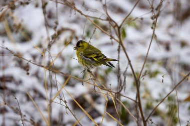 (Spinus spinus) Bir bitkinin üzerindeki Avrasya siderisi, tohumları yiyor (Spinus spinus).