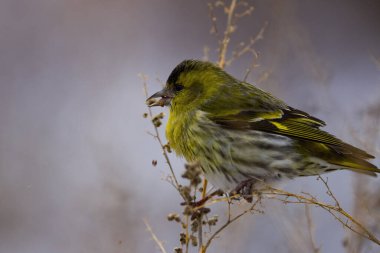 (Spinus spinus) Bir bitkinin üzerindeki Avrasya siderisi, tohumları yiyor (Spinus spinus).